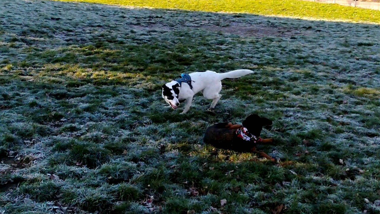 Everest and Raven at the dog park