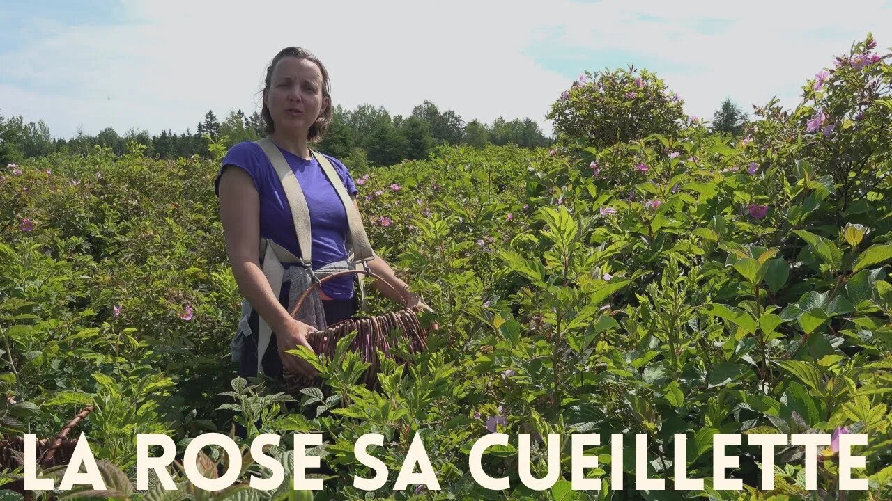 La Rose 🌹 sa Récolte #plantesmedicinales #herboristerie