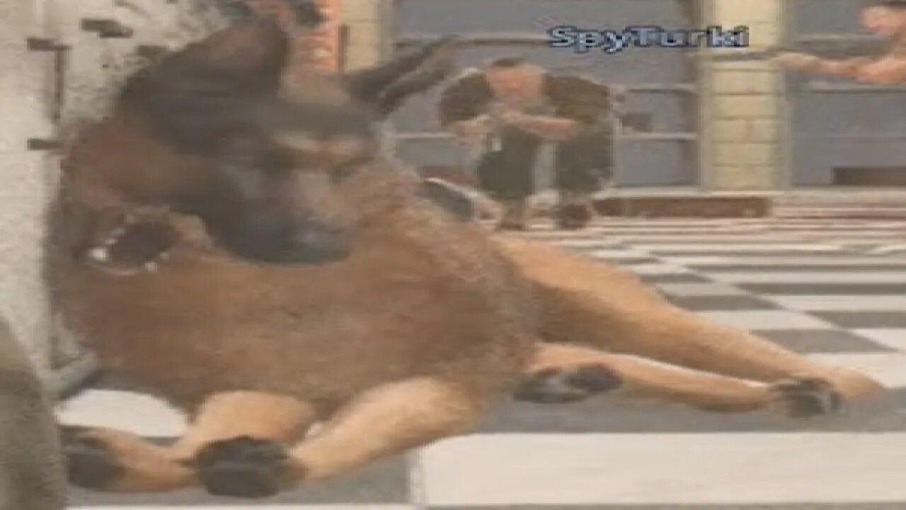 i died to a good boi