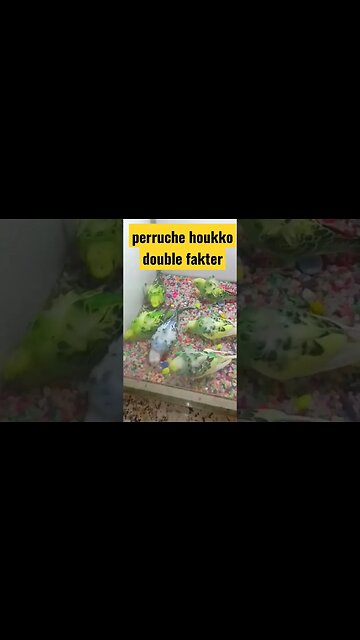 perruches houkko spangle double fakter