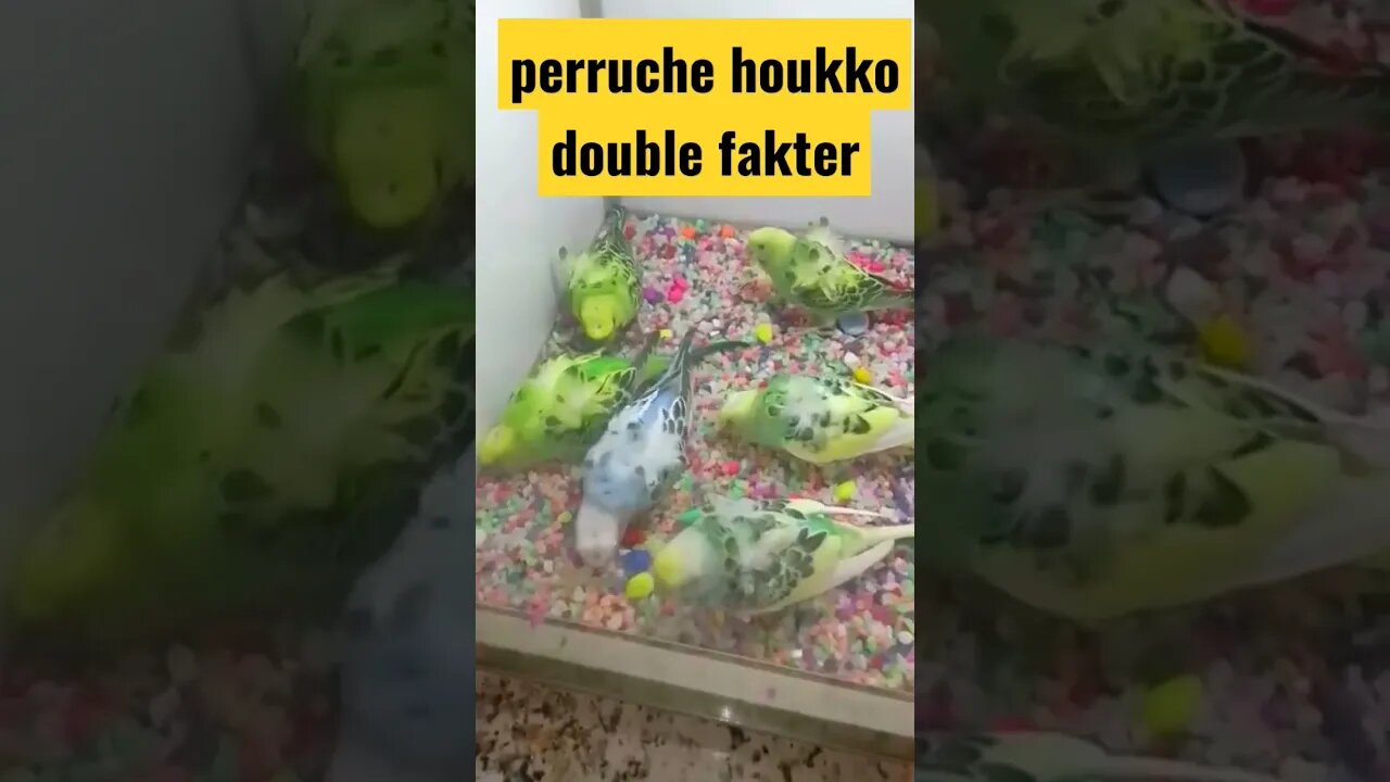 perruches houkko spangle double fakter