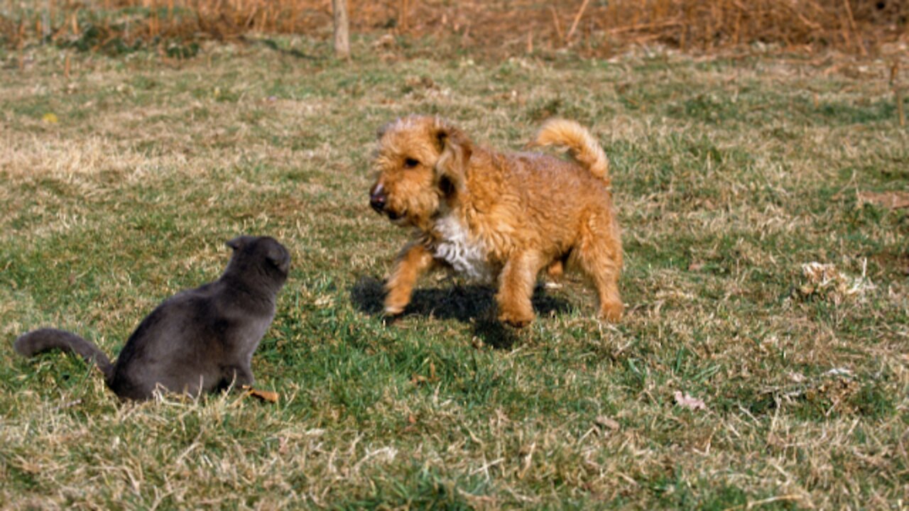 dogs meets cat for the first time