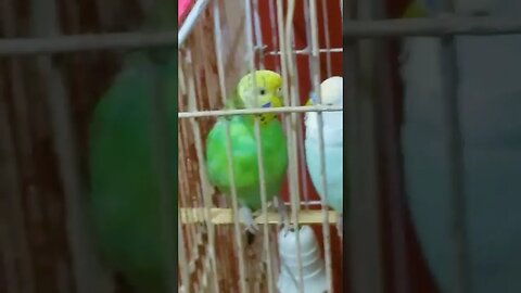 Budgies #birds #viral #shorts