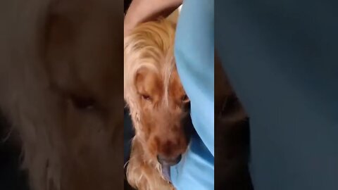 dog , shorts