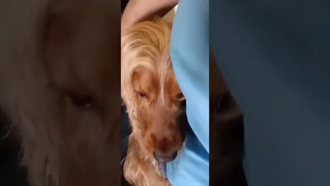 dog , shorts