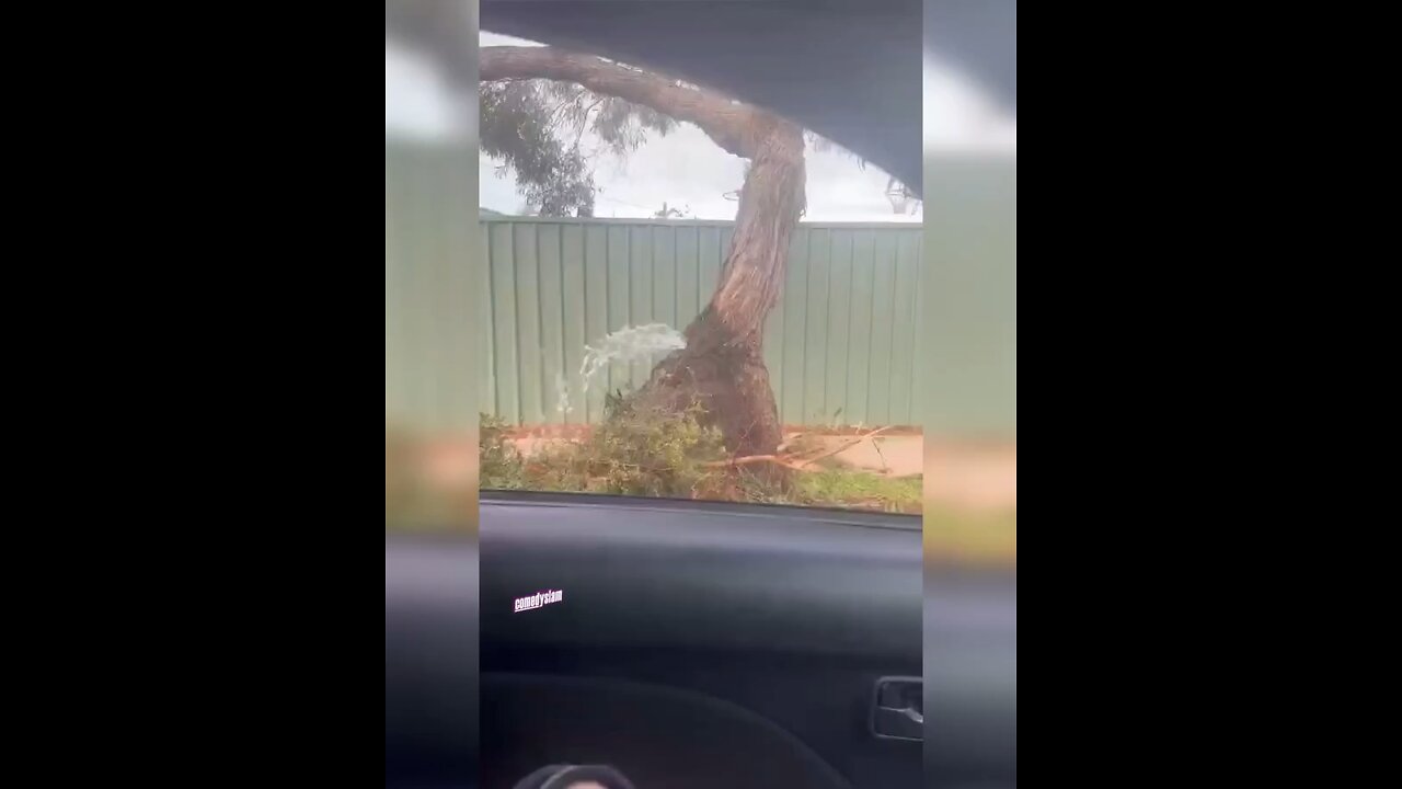 Arrest this shameless tree