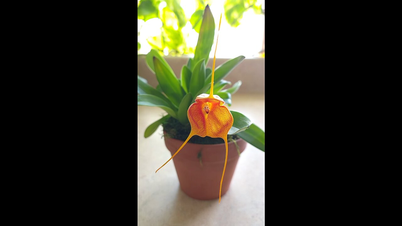 Masdevallia Angle Frost 'J81' 'Ecuagenera'