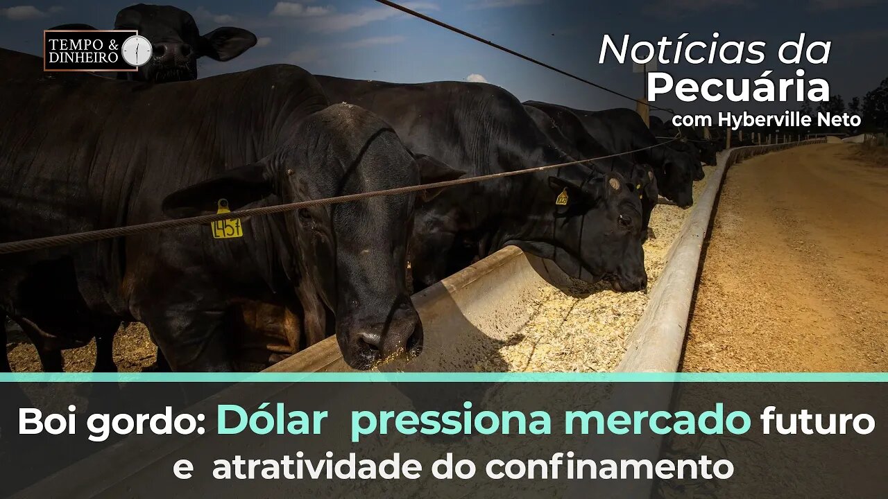 Boi gordo: Dólar pressiona mercado futuro e atratividade do confinamento