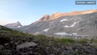 Cabras dão "Bom dia" a explorador em um parque florestal em Montana