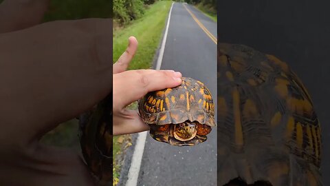 rescuing an eastern box turtle in Carlisle PA 🐢 #reptiles