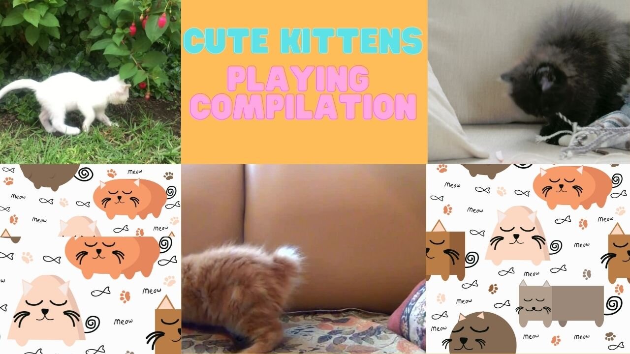 Adorable kittens playing compilation | Cute kittens playing