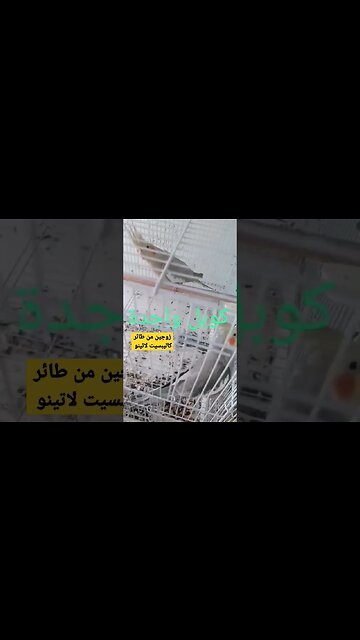 كوبل من طائر كاليبسيت لاتينو