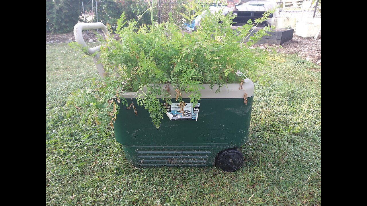 Harvesting Red Carrots From A Igloo Cooler 9/9/24