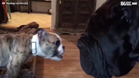 Ce chiot bulldog et cet énorme mastiff napolitain sont meilleurs amis