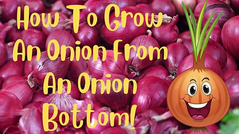Grow an Onion with an Onion Bottom