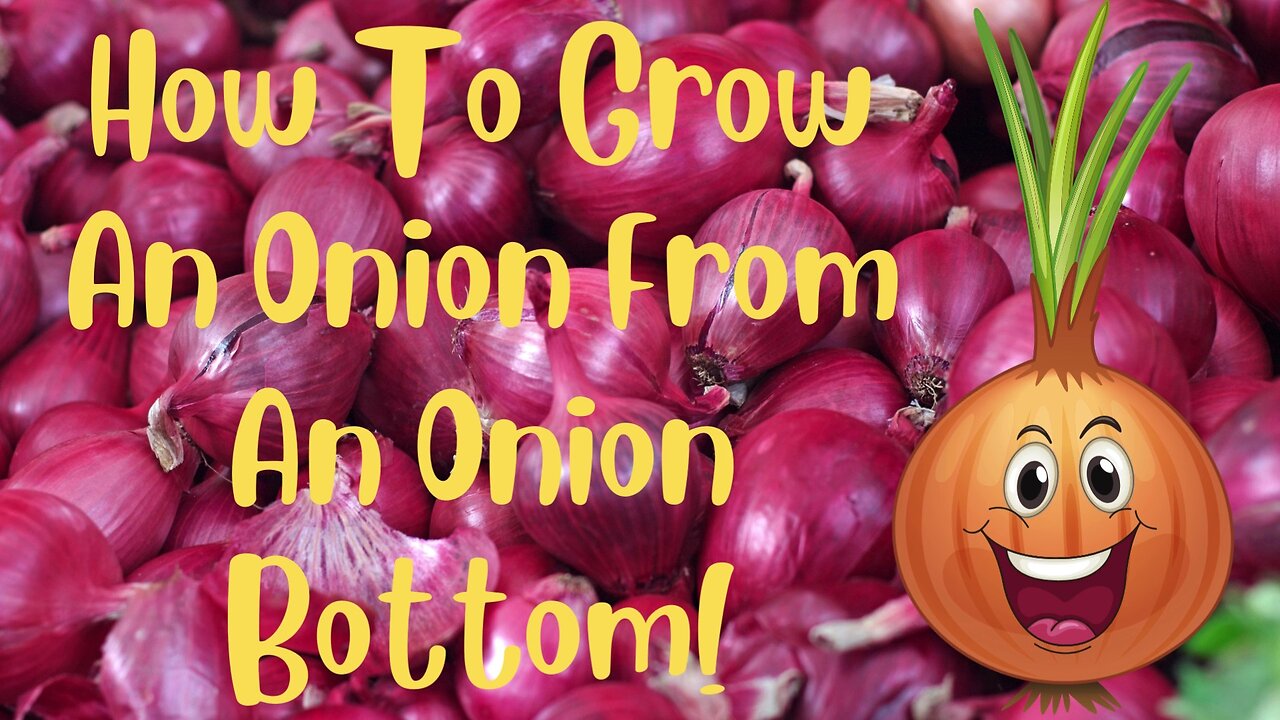 Grow an Onion with an Onion Bottom