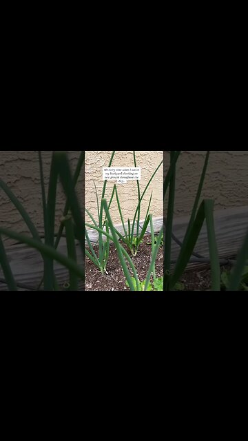 Seeing them grow is the most therapeutic thing#backyardgardening#gardening#gardengrowth#garden