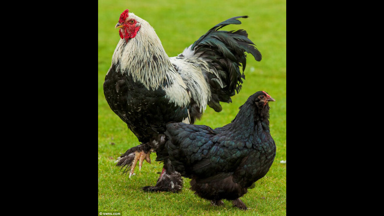 Beautiful rooster and hens are eating