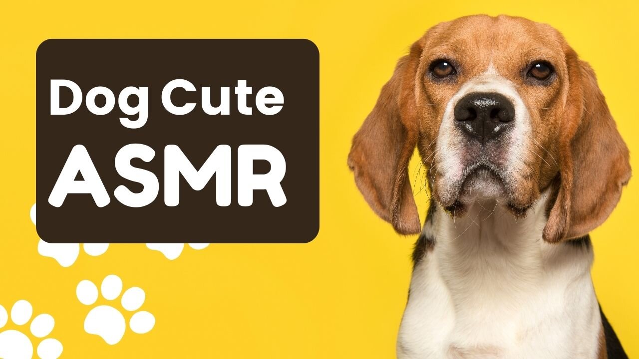 Dog cute ASMR clips