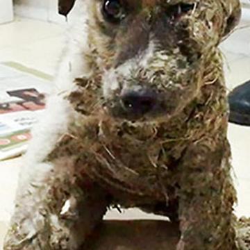 Pascal The Dog Saved After Being Covered In Glue By Kids And Left To Die