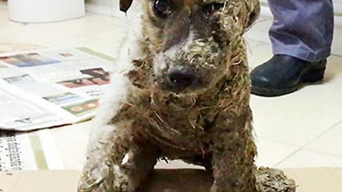 Pascal The Dog Saved After Being Covered In Glue By Kids And Left To Die