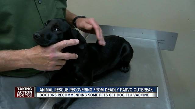 Dog flu spreads to Florida, vets recommending some pets get vaccinated as a precaution