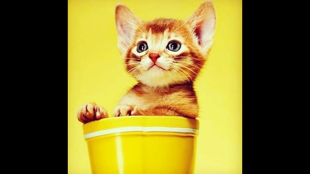 Cute cat washes from impurity