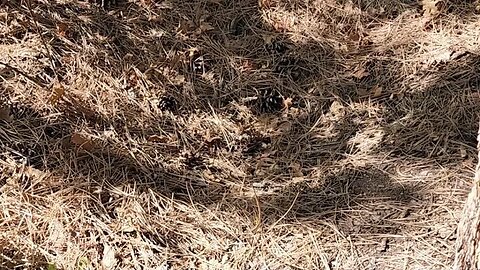 NAH Evidence Found in Active Area