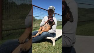 Playing while training puppies. LonelyCreek bullmastiff