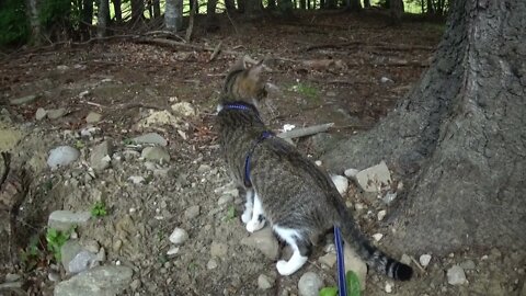 Attentive Cat Hears an Eagle