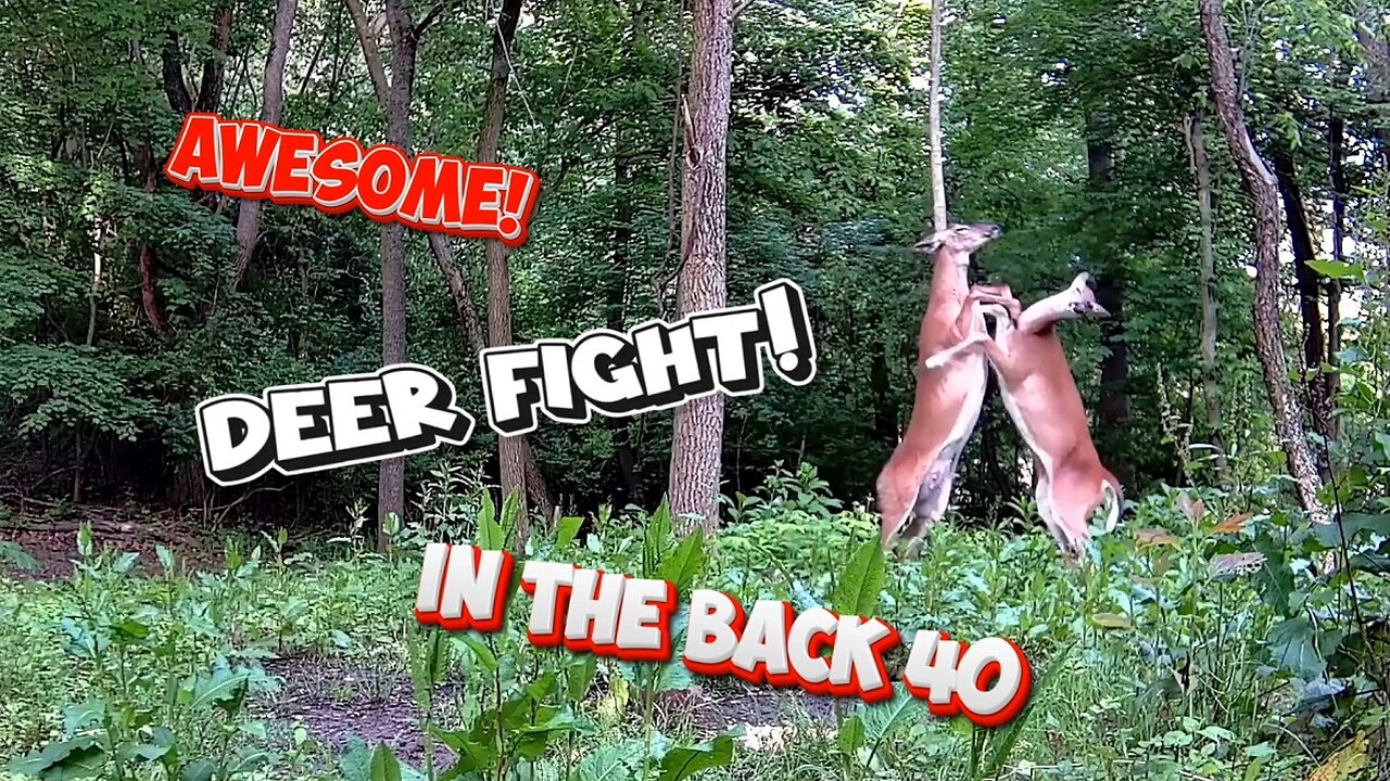 Fast and Furious Deer fight!