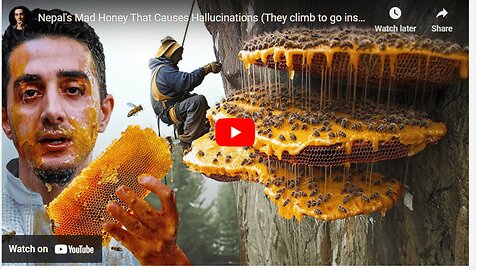 Nepal's Mad Honey That Causes Hallucinations (They climb to go insane)