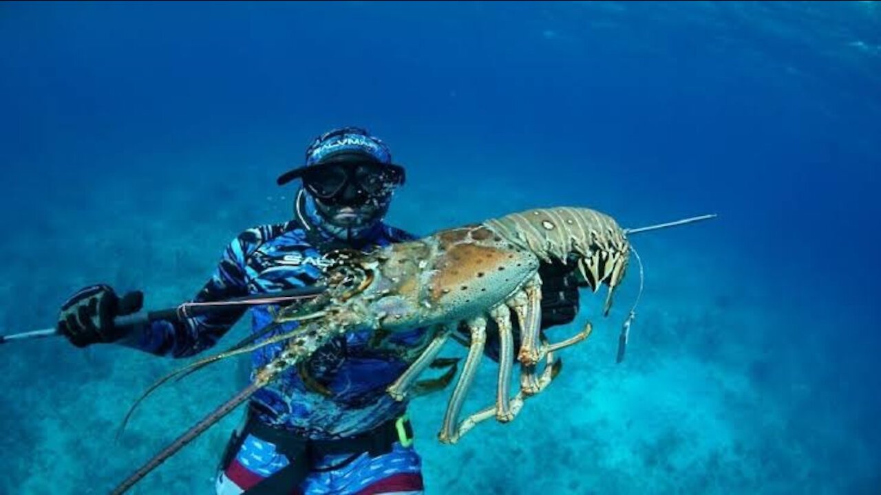 Catch Fresh Lobster Fish in Deep Sea..