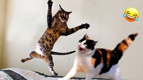Non-Stop Fun! Funny Cats & Dogs Compilation 2023 | Part 3