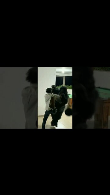 TIRINGA ENCAROU O LOBISOMEM 😂 #shorts