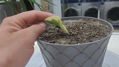 Damage to Laundromat Plants / Decor !!! Part 1