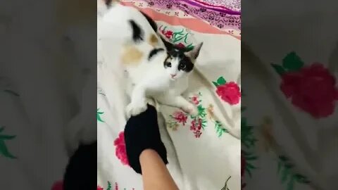 Playtime with Cat