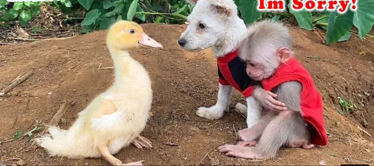 BiBi monkey plays funny with naughty duck