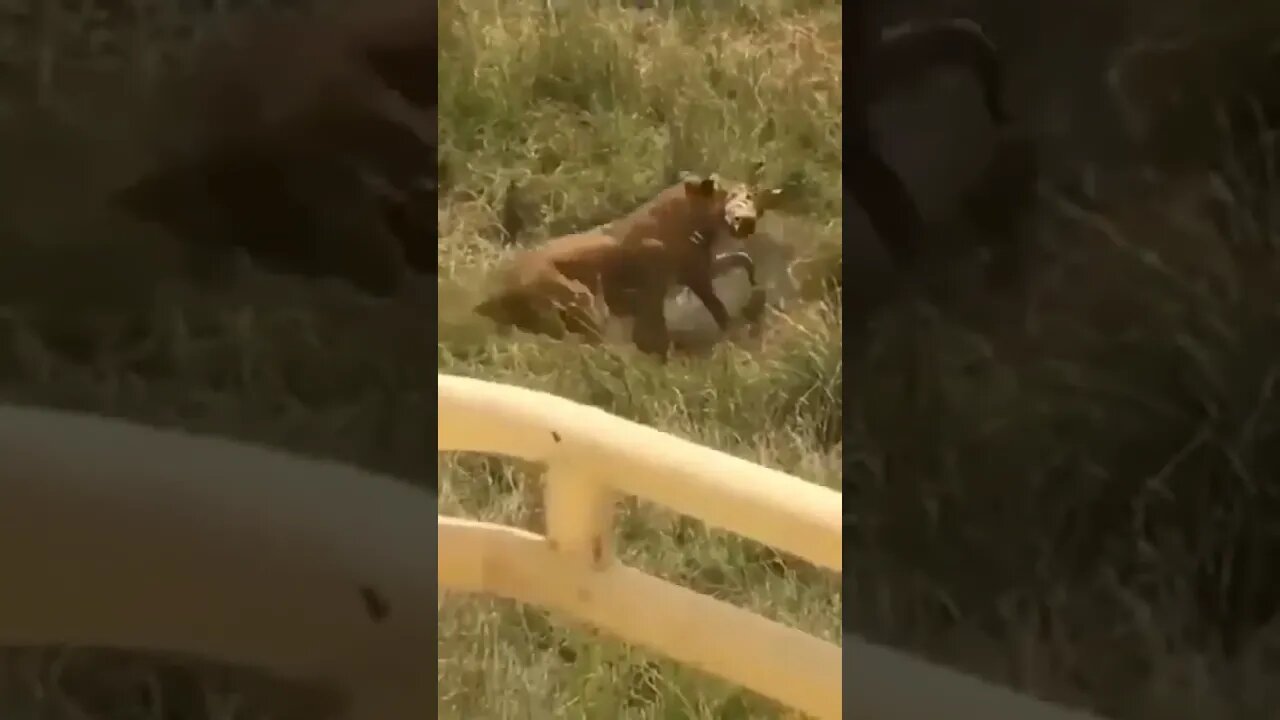 zebra fails to save its kid from a lioness #shorts #lion #zebra#nature #animals #cats #travel#love