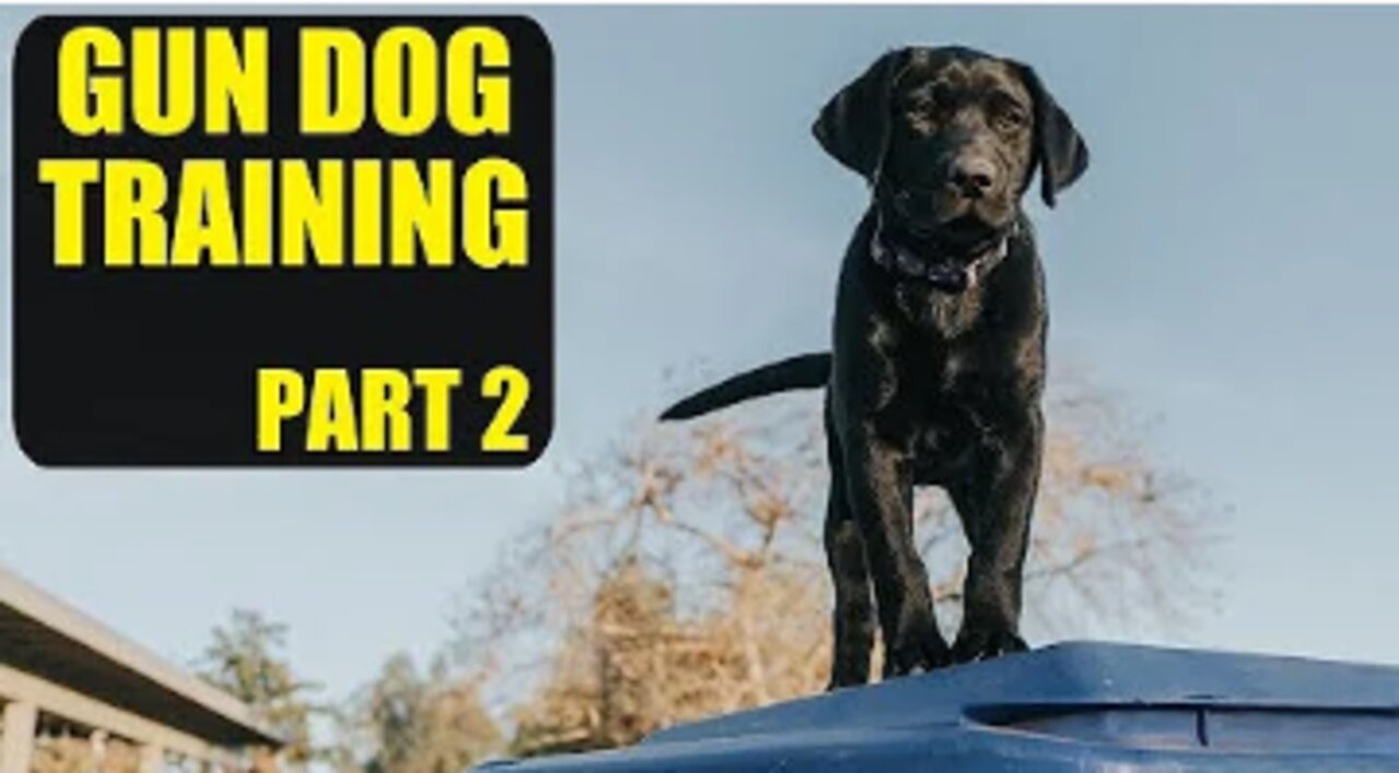 Training A Duck Dog | Pt. 2