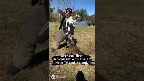 Dutch Shepherd with K9 Helmet #protectiondog #bitework #dutchshepherd