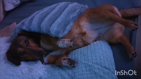 Dachshund mix comfortably lies in cushions