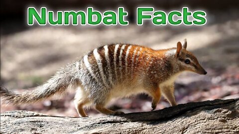 Interesting Facts About the Numbat.