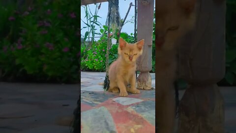 Cute Cat🐈‍⬛😘🥰#cats#cutecat#cutecatshorts#pets#cutepets#funnycats#viral#tiktok#viralvideo#funnycats