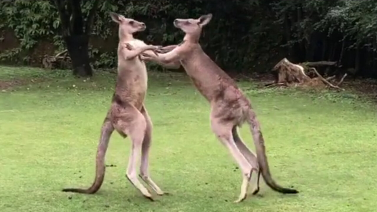 Kangaroo Boxing 🥊| Kangaroo Wrestling | Kangaroo Fights Clubs | Funny Animals Fights | Cutest Pets