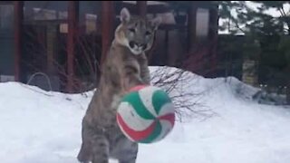 Puma plays soccer with owner