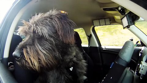These Rescue Dogs Have Been Trained to Drive a Car!