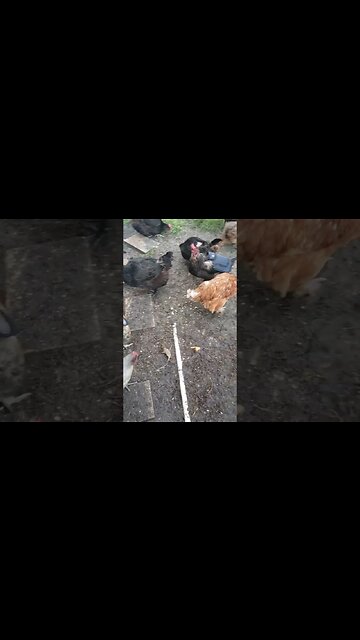 Took Her Saddle Off Today #chickens #chickenshorts