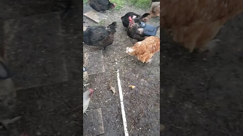 Took Her Saddle Off Today #chickens #chickenshorts