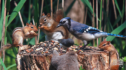 Cat TV 🐱 Dog TV 🐶 Upstate Birds And Critters: Ep 296— 061924